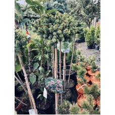 Picea abies" Medusa"- Ель обыкновенная" Медуза"