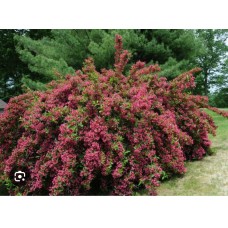 Weigela florida "Bristol Ruby" - Вейгела" Бристол Руби"