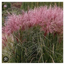 Miscanthus sinensis 'Malepartus'- Мискантус китайский "Малепартус"