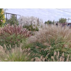 Miscanthus sinensis 'Malepartus'- Мискантус китайский "Малепартус"