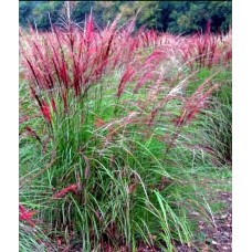 Miscanthus sinensis "Versammlung"- Мискантус "Версаммлунг"