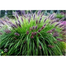 Pennisetum alopecuroides "Viridescens"- Пеннисетум / Перистощетинник лисохвостный зеленеющий