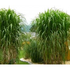 Miscanthus giganteus- Мискантус гигантский
