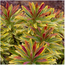 Euphorbia martinii "Ascot Rainbow" - Молочай мартина "Ascot Rainbow"