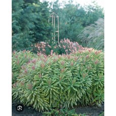 Euphorbia martinii "Ascot Rainbow" - Молочай мартина "Ascot Rainbow" Euphorbia martinii "Ascot Rainbow" - Молочай мартина "Ascot Rainbow"