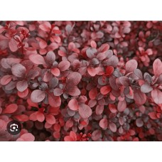  Berberis thunbegii "Dart s Red Lady"-барбариса тунберга "Dart s Red Lady"