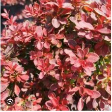  Berberis thunbegii "Dart s Red Lady"-барбариса тунберга "Dart s Red Lady"