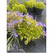 Campanula garganica "Dickson's gold" - Колокольчик гарганский " Диксон'с Голд"