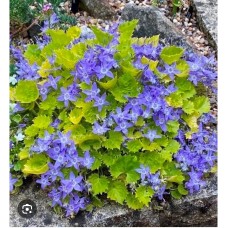 Campanula garganica "Dickson's gold" - Колокольчик гарганский " Диксон'с Голд"