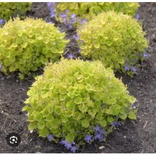 Campanula garganica "Dickson's gold" - Колокольчик гарганский " Диксон'с Голд"