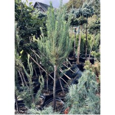  Larix decidua «Fastigiata» Pa- Лиственница европейская "Фастигиата" на штамбе