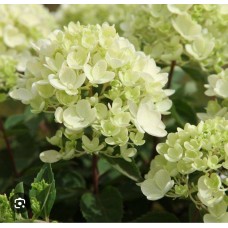 Hydrangea paniculata "`Bombshell`"- Гортензия метельчатая «Бомбшелл»