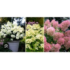 Hydrangea paniculata "`Bombshell`"- Гортензия метельчатая «Бомбшелл»