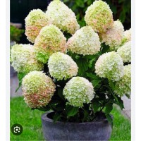 Hydrangea paniculata "Little Fraise"- Гортензия метельчатая" Литтл Фрайз"