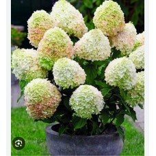 Hydrangea paniculata "Little Fraise"- Гортензия метельчатая" Литтл Фрайз"
