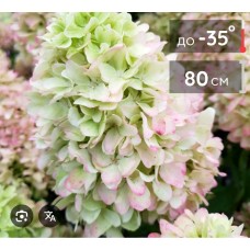 Hydrangea paniculata "Little Fraise"- Гортензия метельчатая" Литтл Фрайз" Hydrangea paniculata "Little Fraise"- Гортензия метельчатая" Литтл Фрайз"