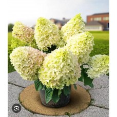 Hydrangea paniculata "Little Fraise"- Гортензия метельчатая" Литтл Фрайз" Hydrangea paniculata "Little Fraise"- Гортензия метельчатая" Литтл Фрайз"