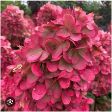 Hydrangea paniculata `Colourful Cocktail `- Гортензия метельчатая " Колофур Коктель"