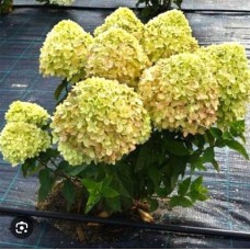 Hydrangea paniculata `Little Passion`- Гортензия  метельчатая "Литтл Пассион"