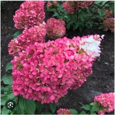 Hydrangea paniculata `Strawberry Blossom`- Гортензия метельчатая " Стравбери Блоссом"