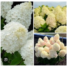 Hydrangea paniculata `Sugar Rush`- Гортензия метельчатая " Шугар Раш"