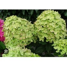 Hydrangea paniculata `Mojito`- Гортензия метельчатая " Мохито"