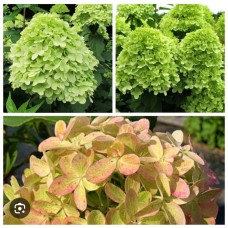 Hydrangea paniculata `Mojito`- Гортензия метельчатая " Мохито"