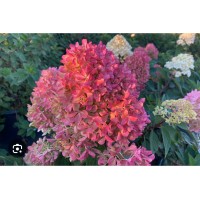 Hydrangea paniculata " Petite Flori"- Гортензия метельчатая " Петит Флори"