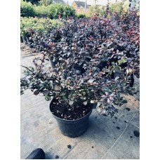 Berberis thunbergii " Deep Purple"- Барбарис тунберга "Дип Пурпл" Berberis thunbergii " Deep Purple"- Барбарис тунберга "Дип Пурпл"