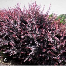 Berberis thunbergii " Deep Purple"- Барбарис тунберга "Дип Пурпл" Berberis thunbergii " Deep Purple"- Барбарис тунберга "Дип Пурпл"