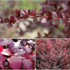 Berberis thunbergii " Deep Purple"- Барбарис тунберга "Дип Пурпл"