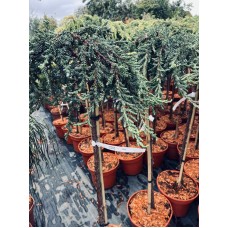 Juniperus communis "Zeal" Pa-Можжевельник обыкновенный" Зил" на штамбе