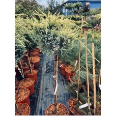 Juniperus squamata Dream Joy Pa- Можжевельник чешуйчатый Дрим Джой на штамбе Juniperus squamata Dream Joy Pa- Можжевельник чешуйчатый Дрим Джой на штамбе