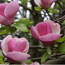 "Magnolia soulangeana Lennei"- Магнолия  "Ленней"