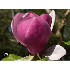 "Magnolia soulangeana Lennei"- Магнолия  "Ленней"