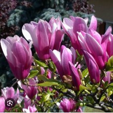 Magnolia" Susan"-Магнолия "Сьюзан "