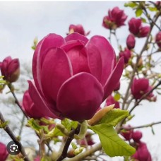 Magnolia "Genie"- Магнолия "Джени"