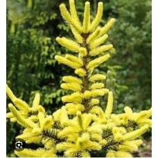 Picea abies "Matches" -Ель  обыкновенная "Матчез"