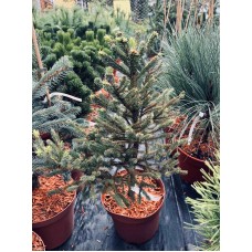 Picea abies "Matches" -Ель  обыкновенная "Матчез"