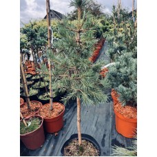 Pinus sylvestris "Globosa Viridis" Pa-Сосна обыкновенная "Глобоза Виридис" на штамбе