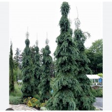 Picea " Glauca Pendula" /  Ель канадская "Глаука Пендула "
