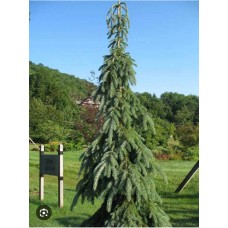 Picea " Glauca Pendula" /  Ель канадская "Глаука Пендула "