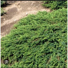 Juniperus communis" Green Mantle"- Можжевельник "Грин Монтле"