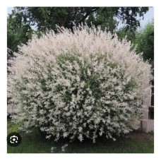 Salix Integra "Hakuro-Nishiki" / Ива цельнолистная "Хакуро-Нишики"