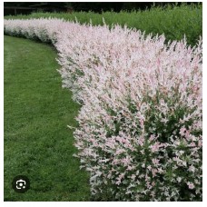 Salix Integra "Hakuro-Nishiki" / Ива цельнолистная "Хакуро-Нишики"