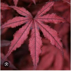 Acer palmatum 'Amagi-shigure"- Клен веерный " Амаги -шигурэ" Acer palmatum 'Amagi-shigure"- Клен веерный " Амаги -шигурэ"