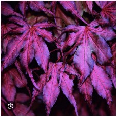Acer palmatum 'Amagi-shigure"- Клен веерный " Амаги -шигурэ"