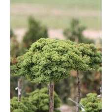 Juniperus procumbens "Nana"   Pa /  Можжевельник лежачий "Nana" на штамбе