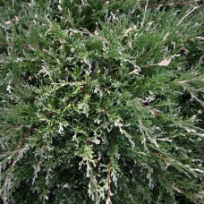 Juniperus horizontalis "Andorra Variegata"  /  Можжевельник горизонтальный "Андорра Вариегата"