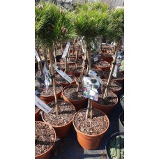 Pinus nigra "Marie Bregeon"    /  Сосна черная "Мария Бригон" 